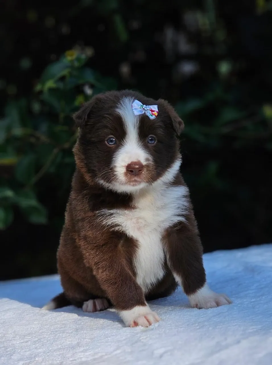 Border Collie 