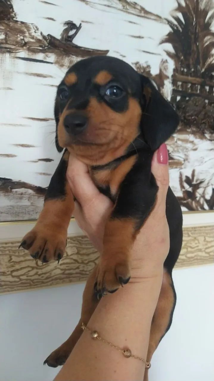 Basset Teckel Macho e Fêmea disponíveis 