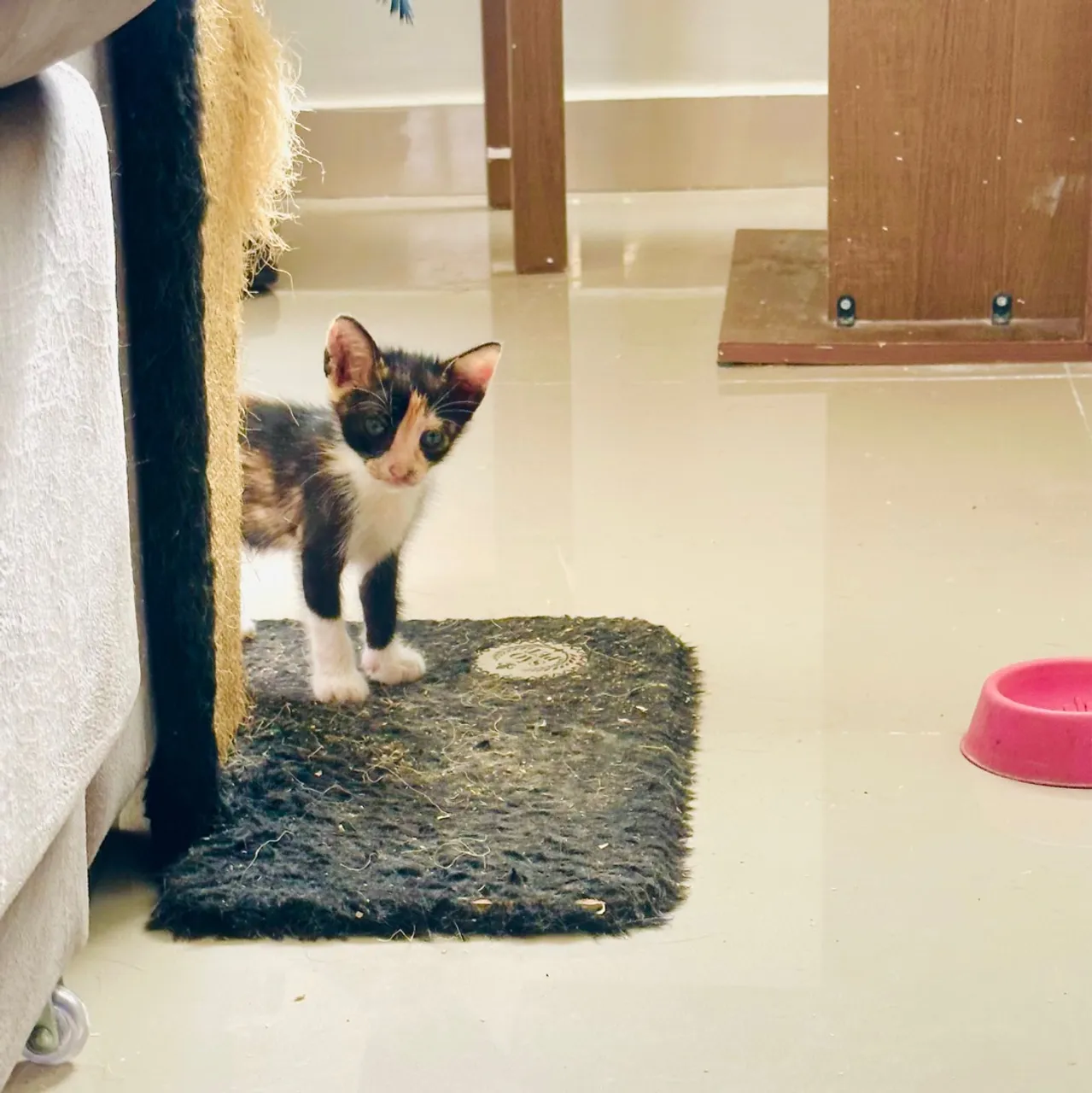 Gatinho para Adoção - Filhote Charmoso!
