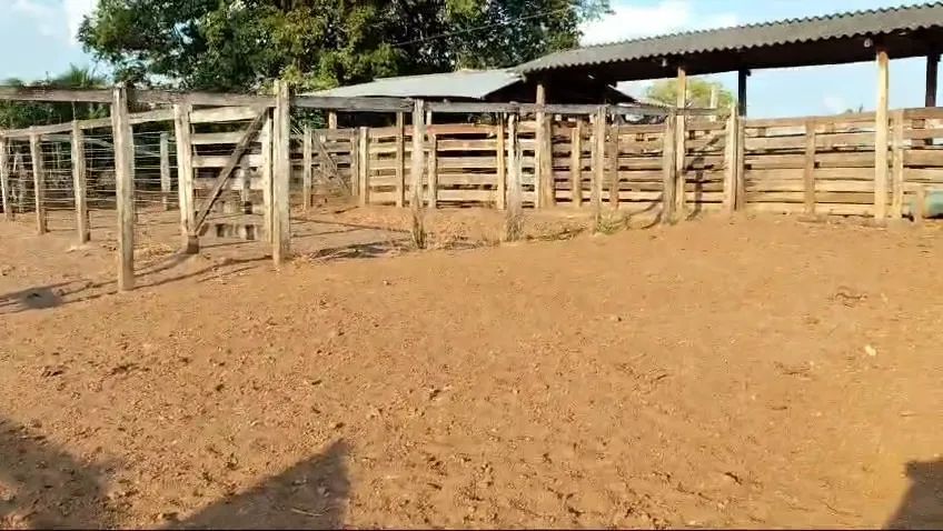 Fazenda em Pirapema do Maranhão
