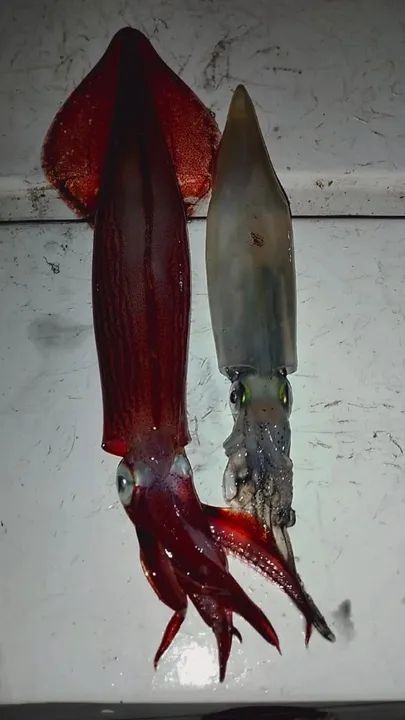 LULA FRESCA   (LEIA A DISCRIÇÃO) - Foto 2