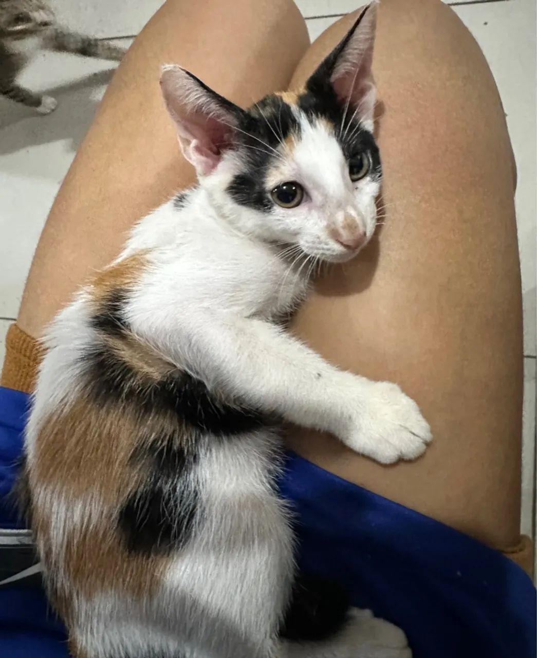 Gatinha tricolor fofa para adoção - Foto 2