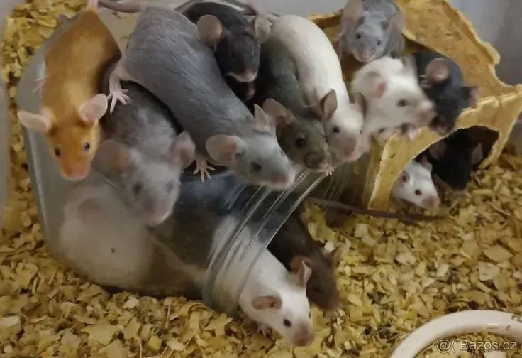 Hamsters, camundongos, mercol, twister, dumbo, sirio, topolinos