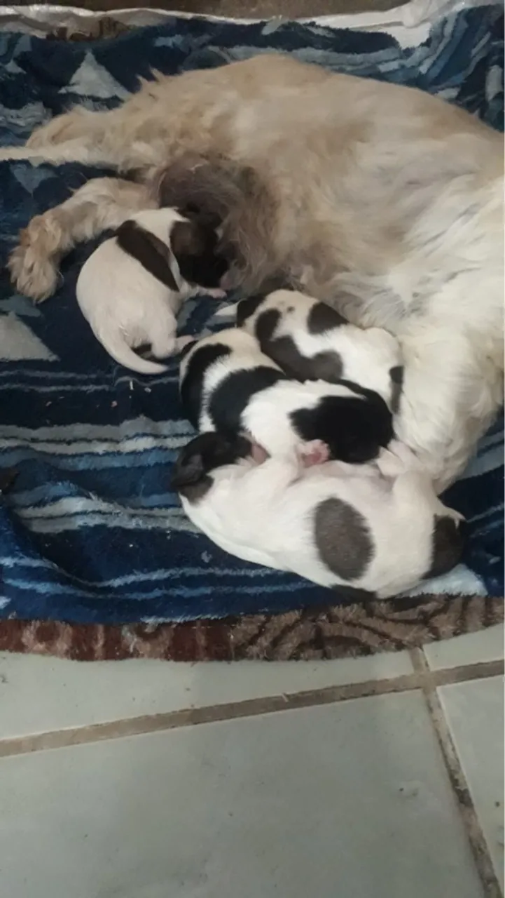 Filhotes de Shih Tzu macho e fêmeas