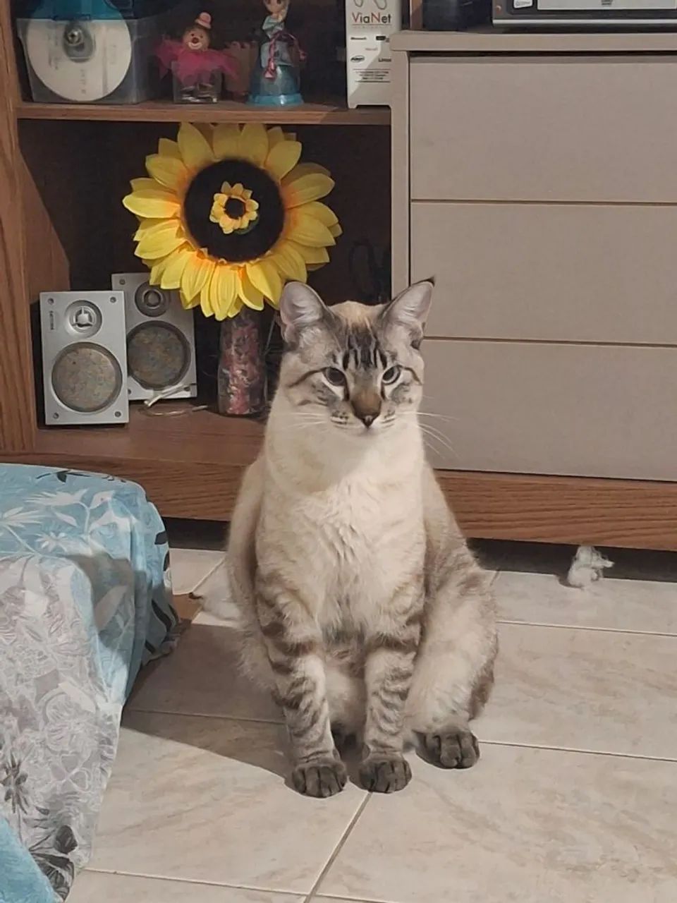 Lindo gatinho Siamês já castrado para doações  - Foto 2