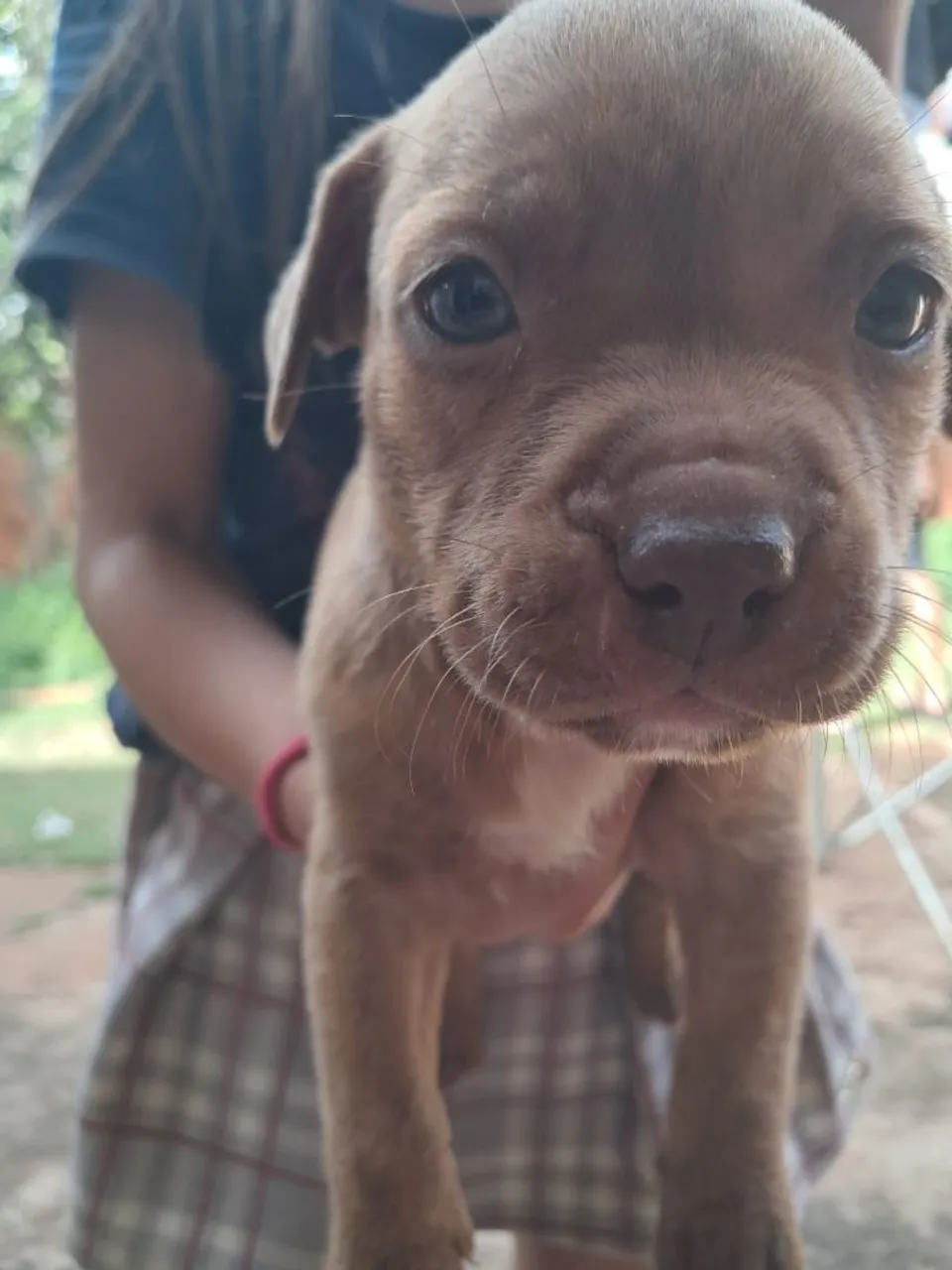 Filhote Pitbull Disponível