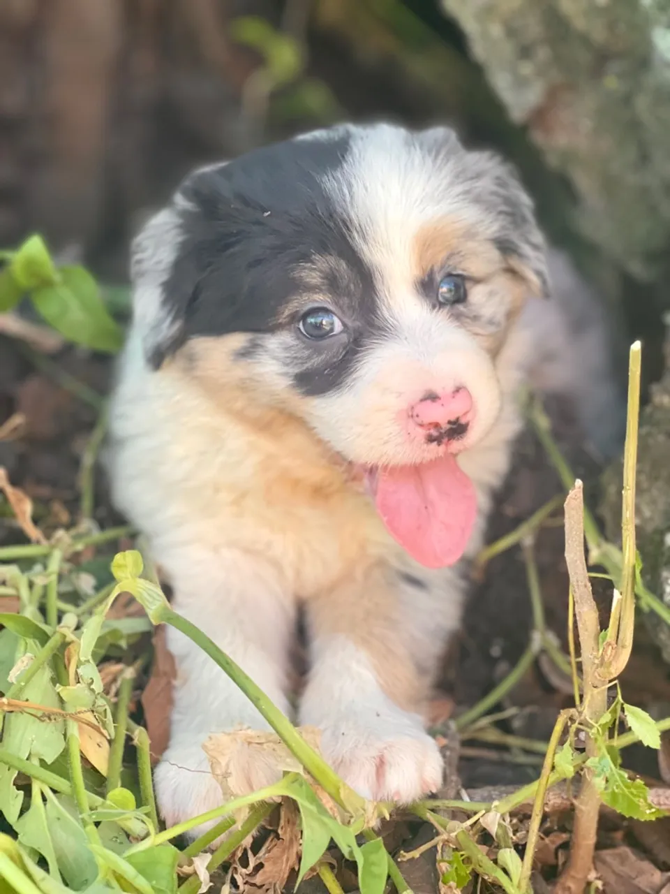 Border merles Triunfokennel