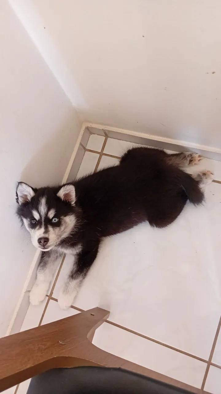 Husky Siberiano
