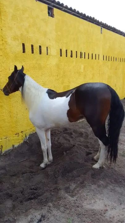 Mangalarga marchador Pampa Registrado 