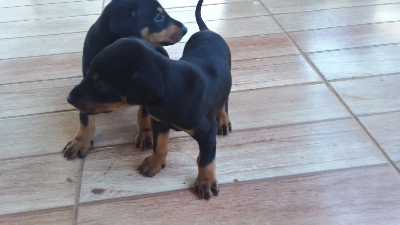 Fêmea genética pura,Doberman