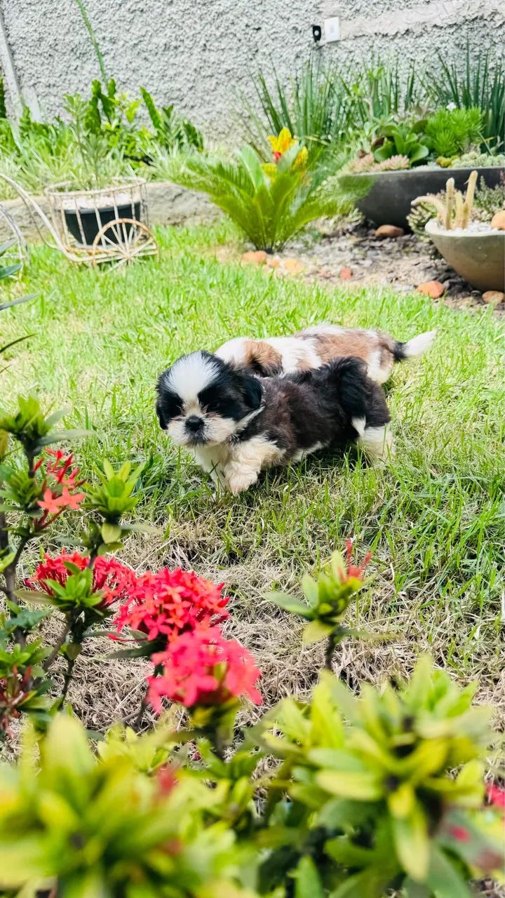 Filhotes Shih-tzu lindos e saudáveis - Foto 2