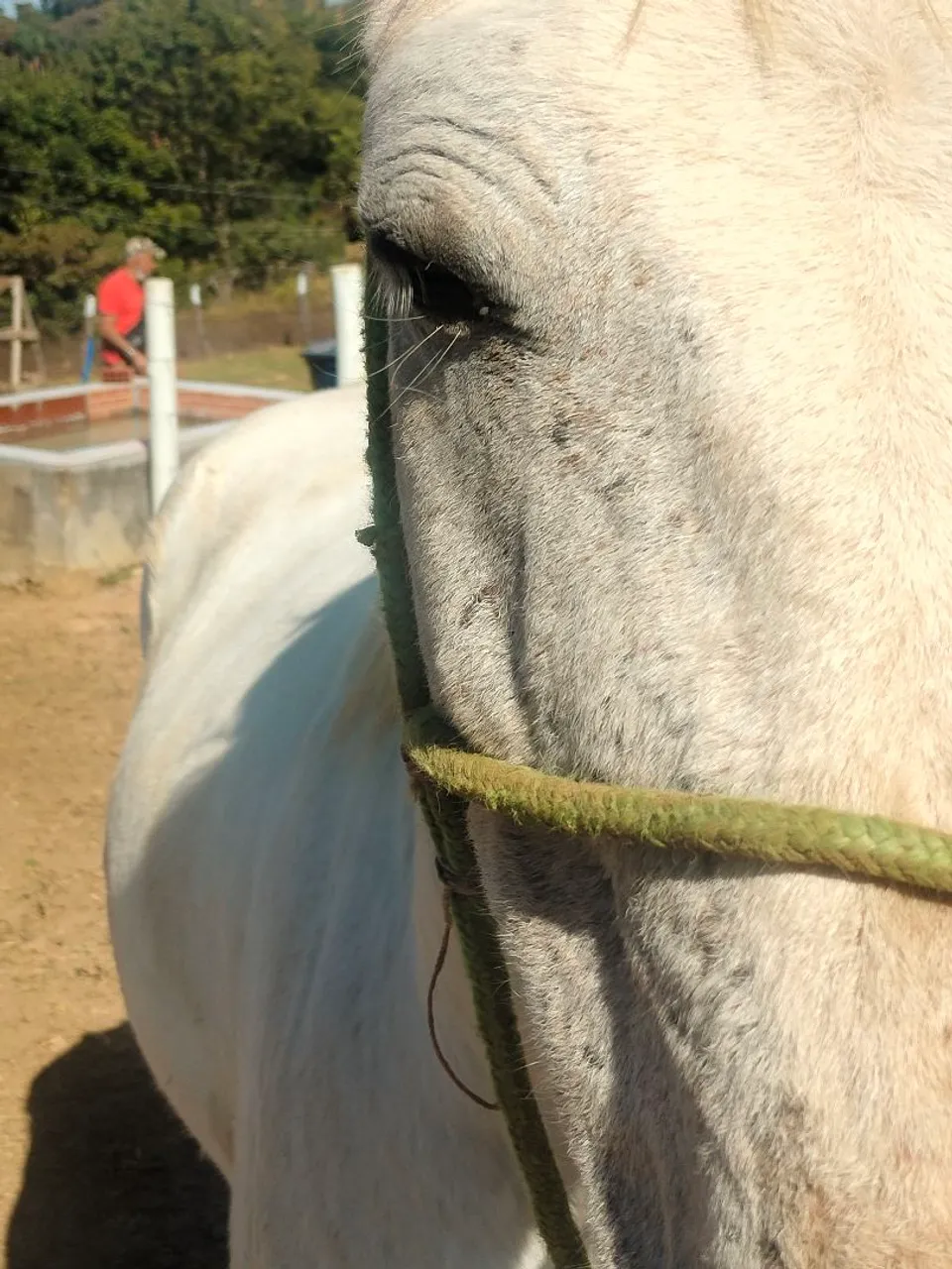 Cavalo branco à venda