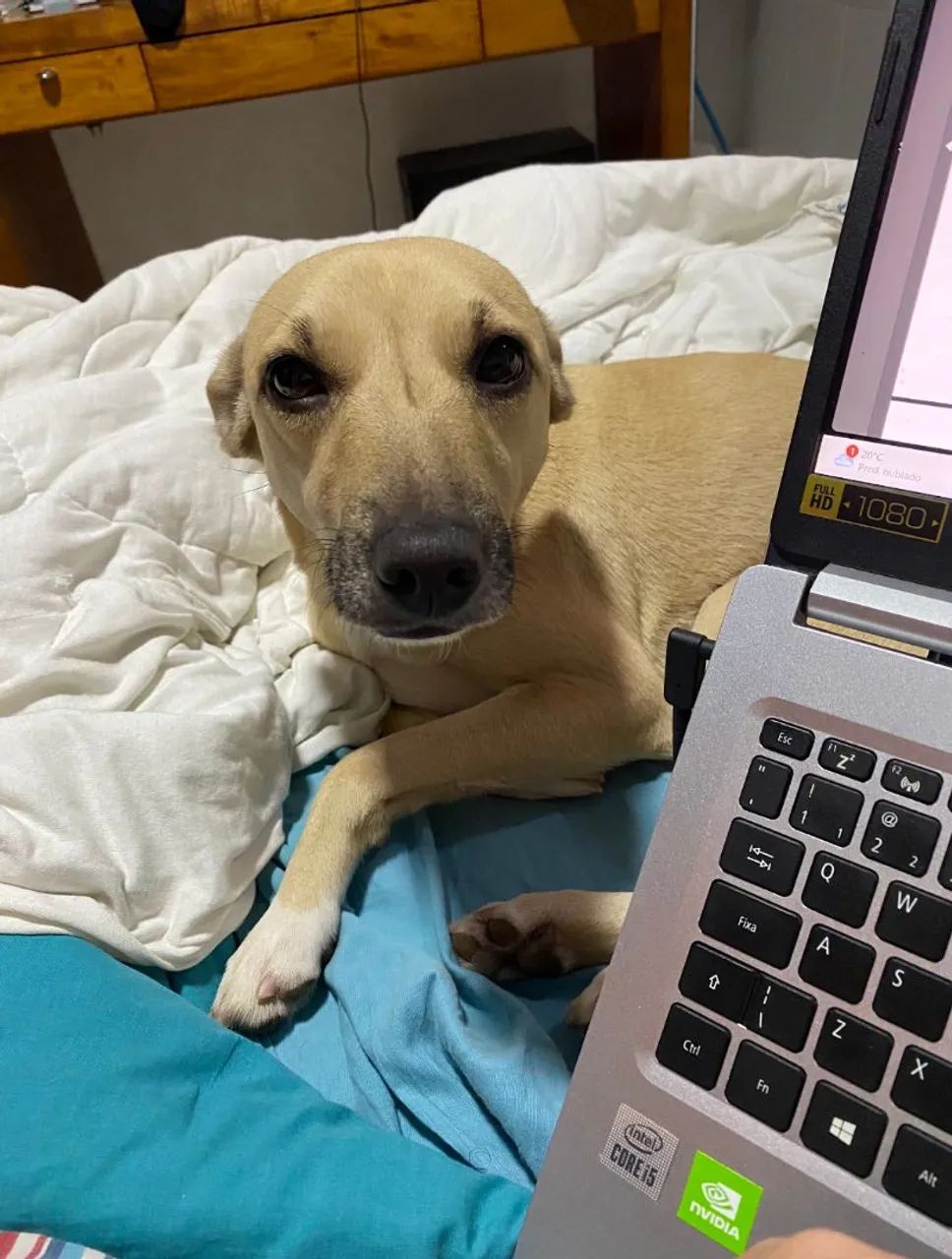 Adoção cachorro