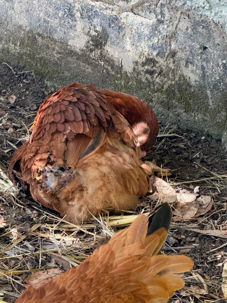 Franga Embrapa 051 - Foto 2