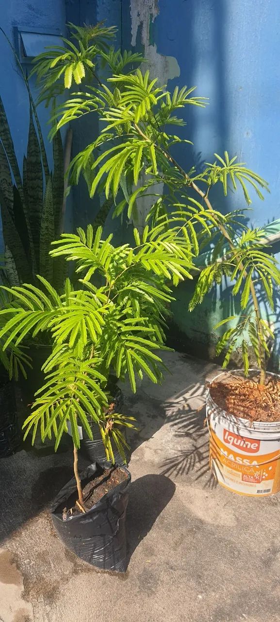 Mudas de árvore BRINCO DE ÍNDIO 63824580419969121