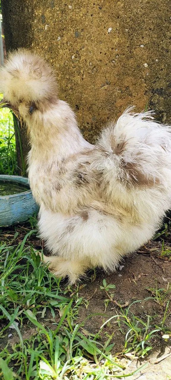 Aves Ornamentais  - Foto 4