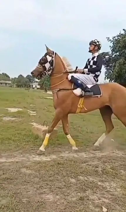 Cobertura de cavalo de prado 