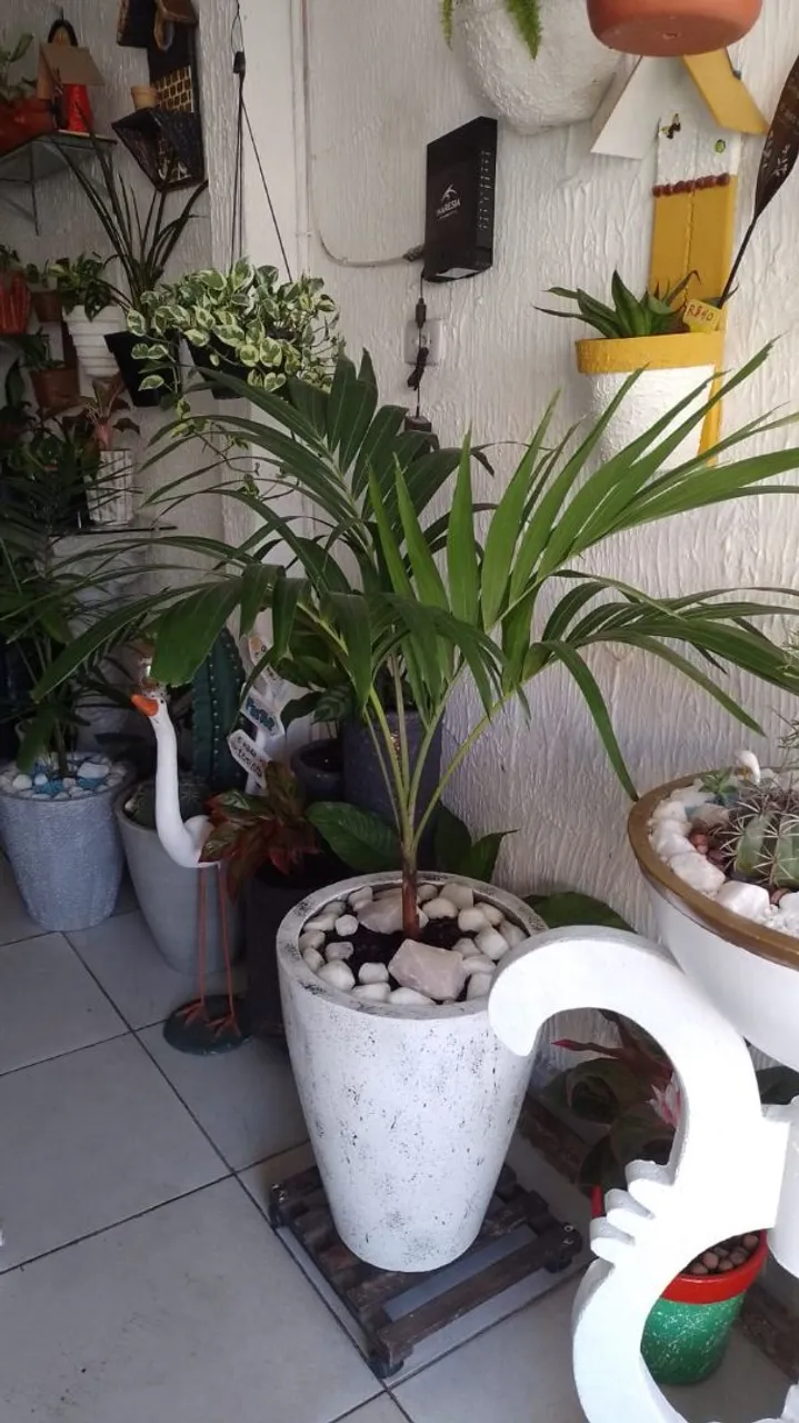 Conjunto de 2 palavras
