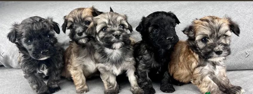 Lhasa apso, Filhotes maravilhosos para você