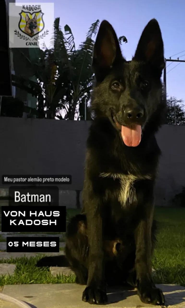 Pastor Alemão Preto com pedigree 