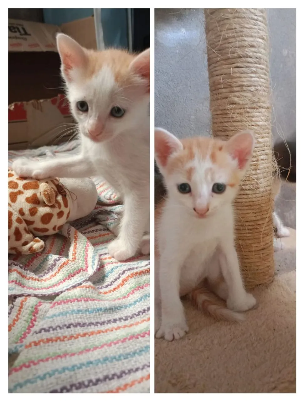 Gatinhos filhotes para adoção!
