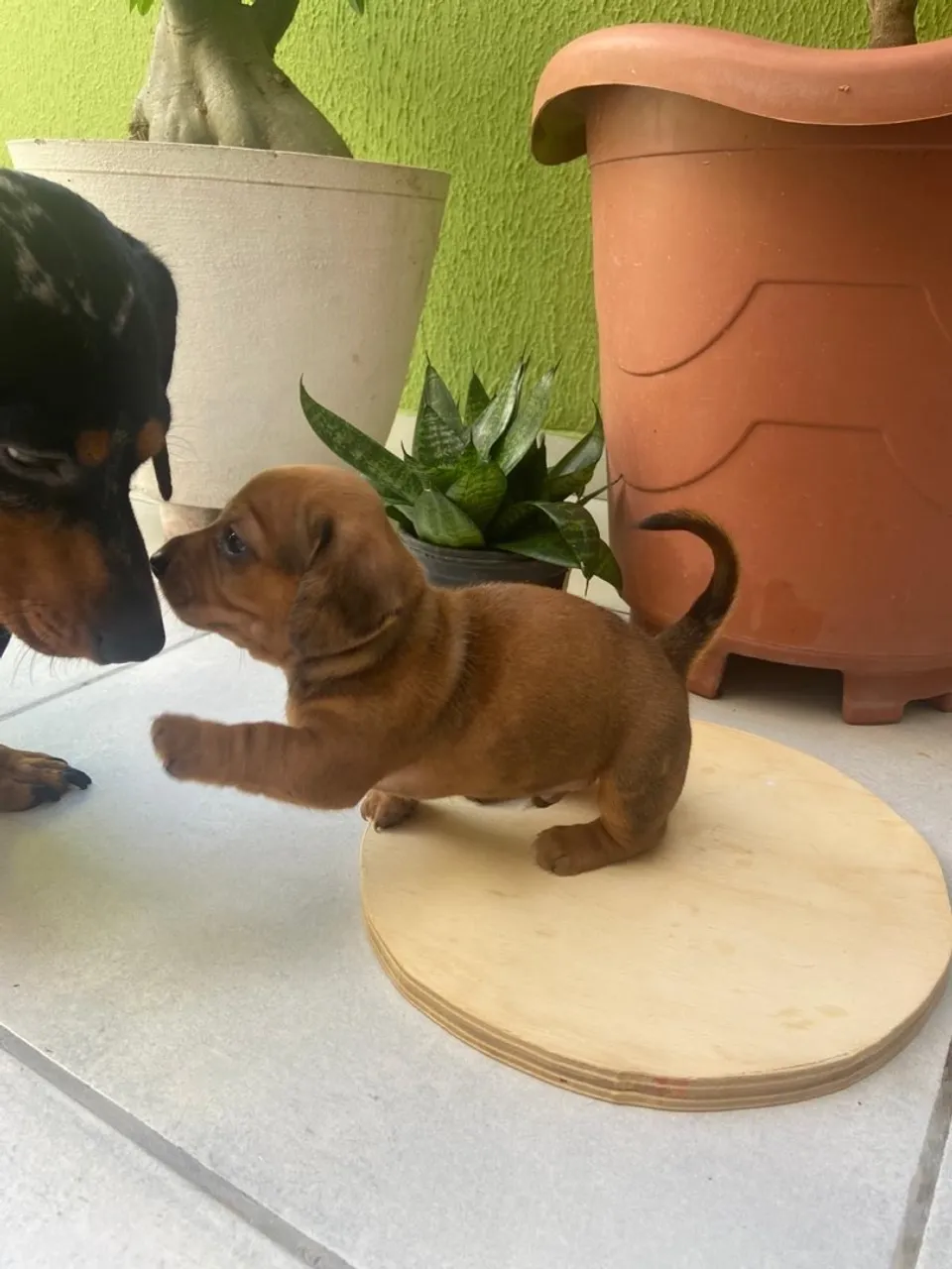 Filhote de Dachshund salsichinha 