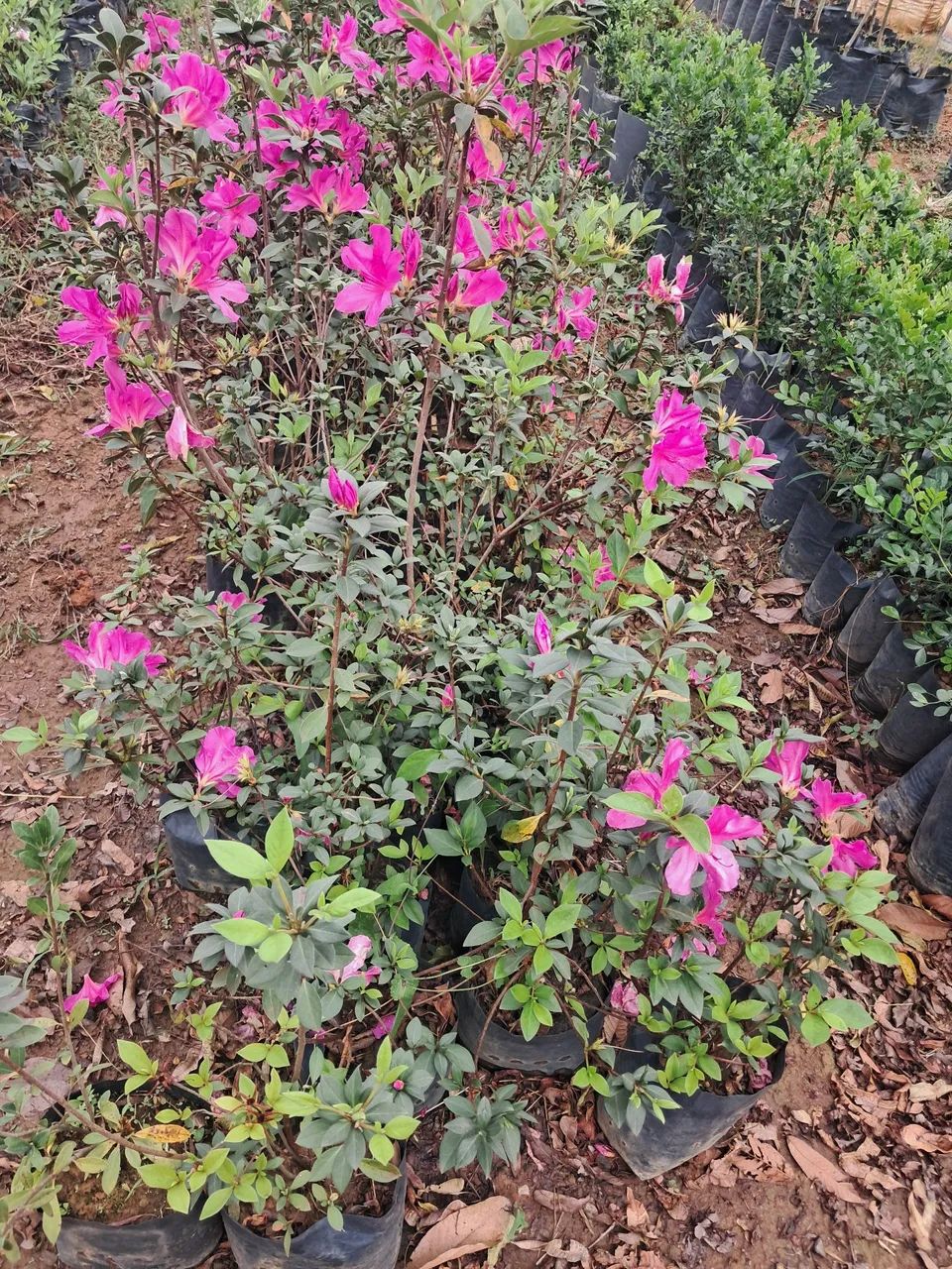 Mudas de Azaleias em Flor - Produção Rural - Foto 2