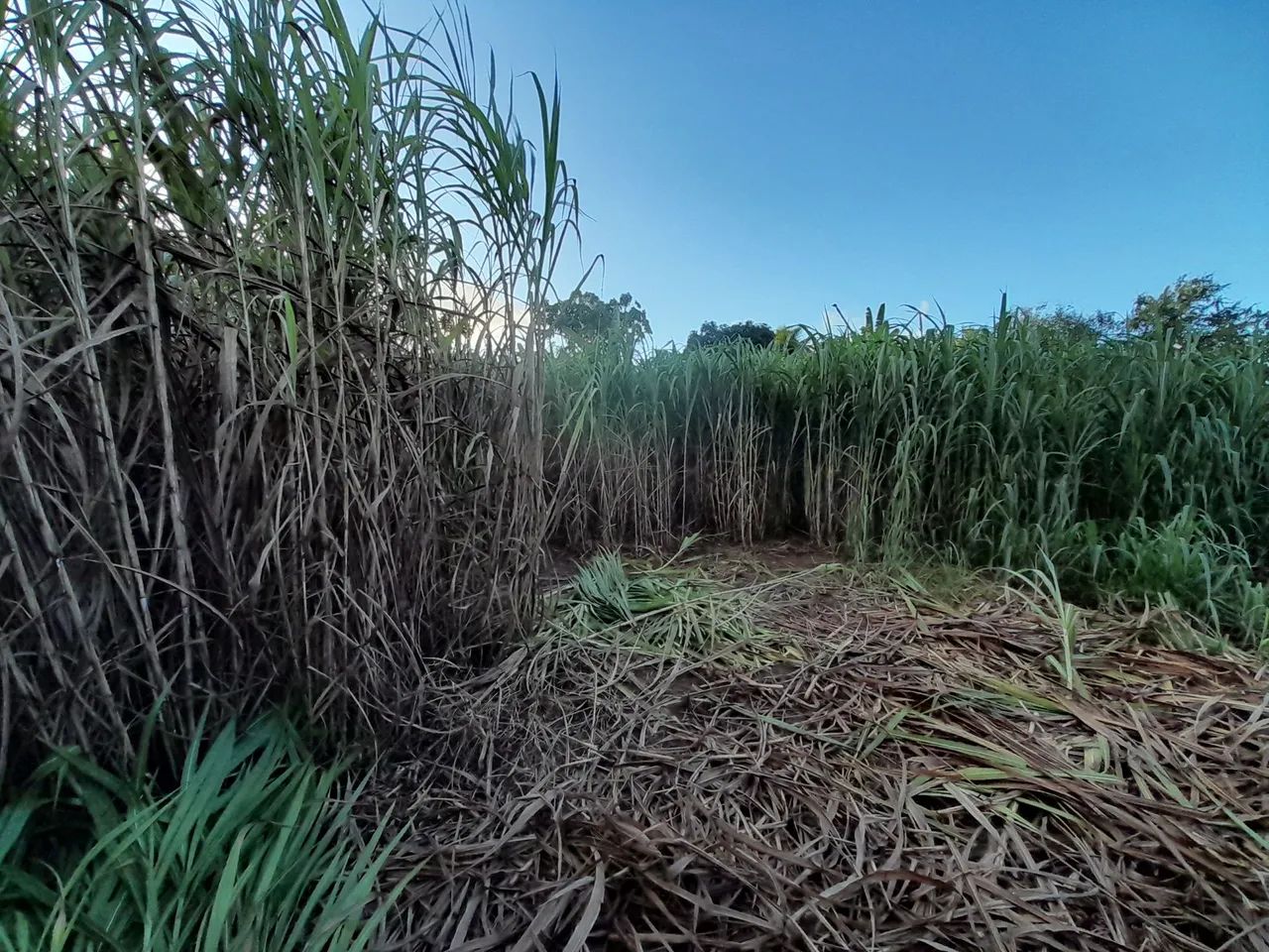 MUDAS BRS CAPIAÇU E KURUMI DIRETAMENTE DO PRODUTOR RURAL O ORIGINAL DA EMBRAPA  - Foto 2