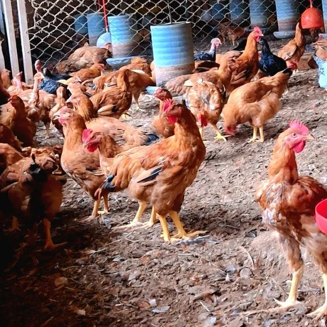 Frango / galinha caipira vivo - Foto 5