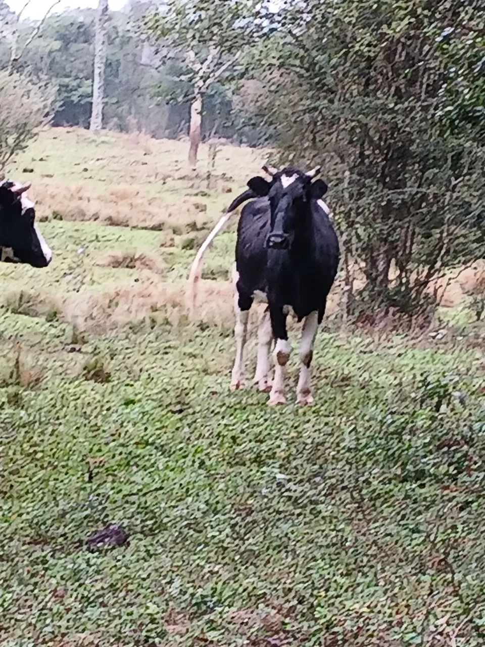 Vaca em pasto