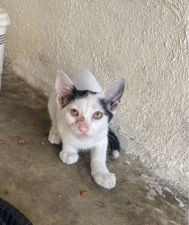 Adoção responsável  - Foto 4