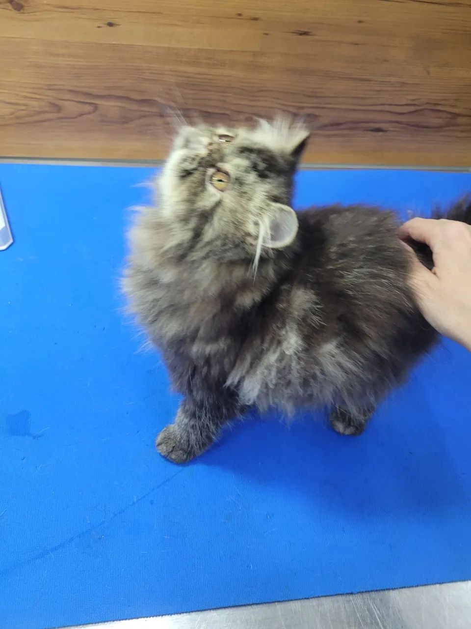 Filhote femea persa brown cl torbie - Foto 3