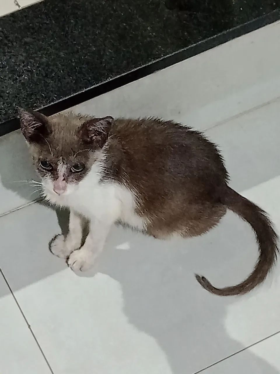 Gatinha fofa para adoção