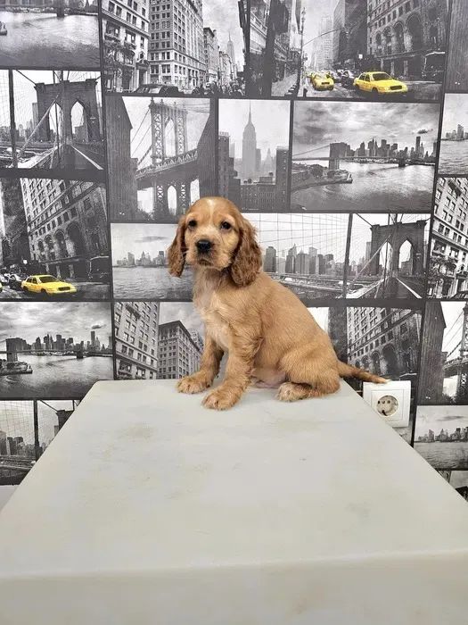 Cocker Spaniel ingles Bolinhas de Energia e Amor!