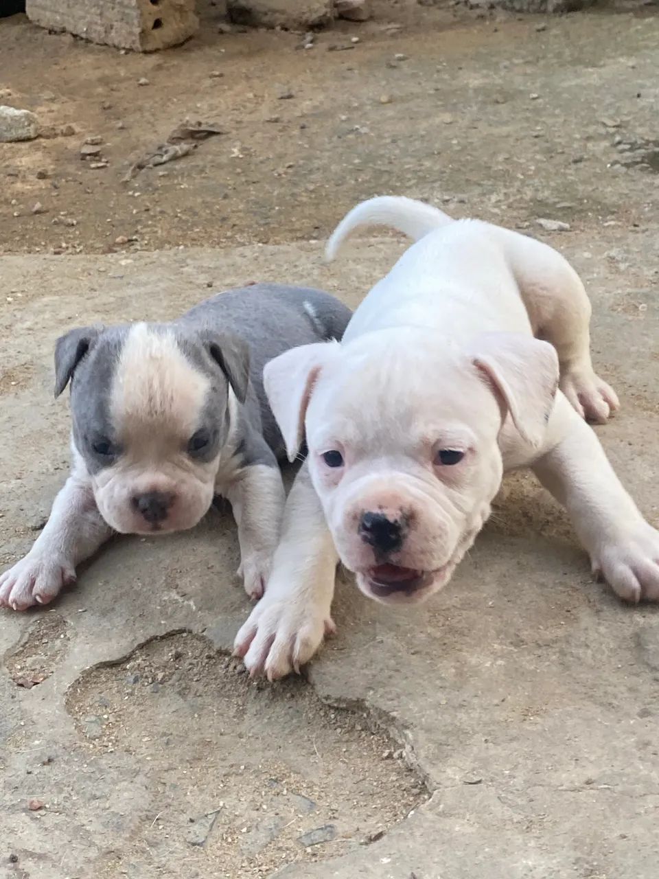 American bully - Foto 3