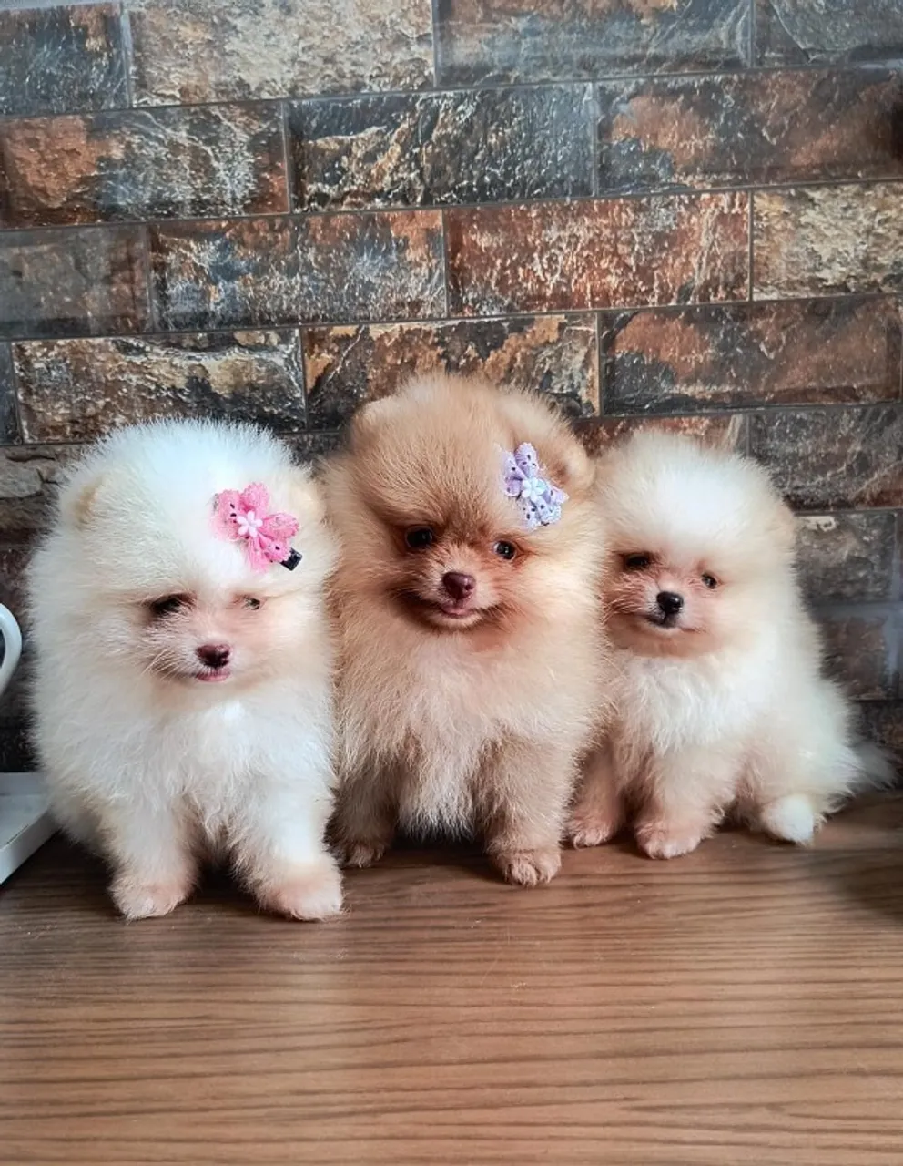 Lulu da Pomerânia