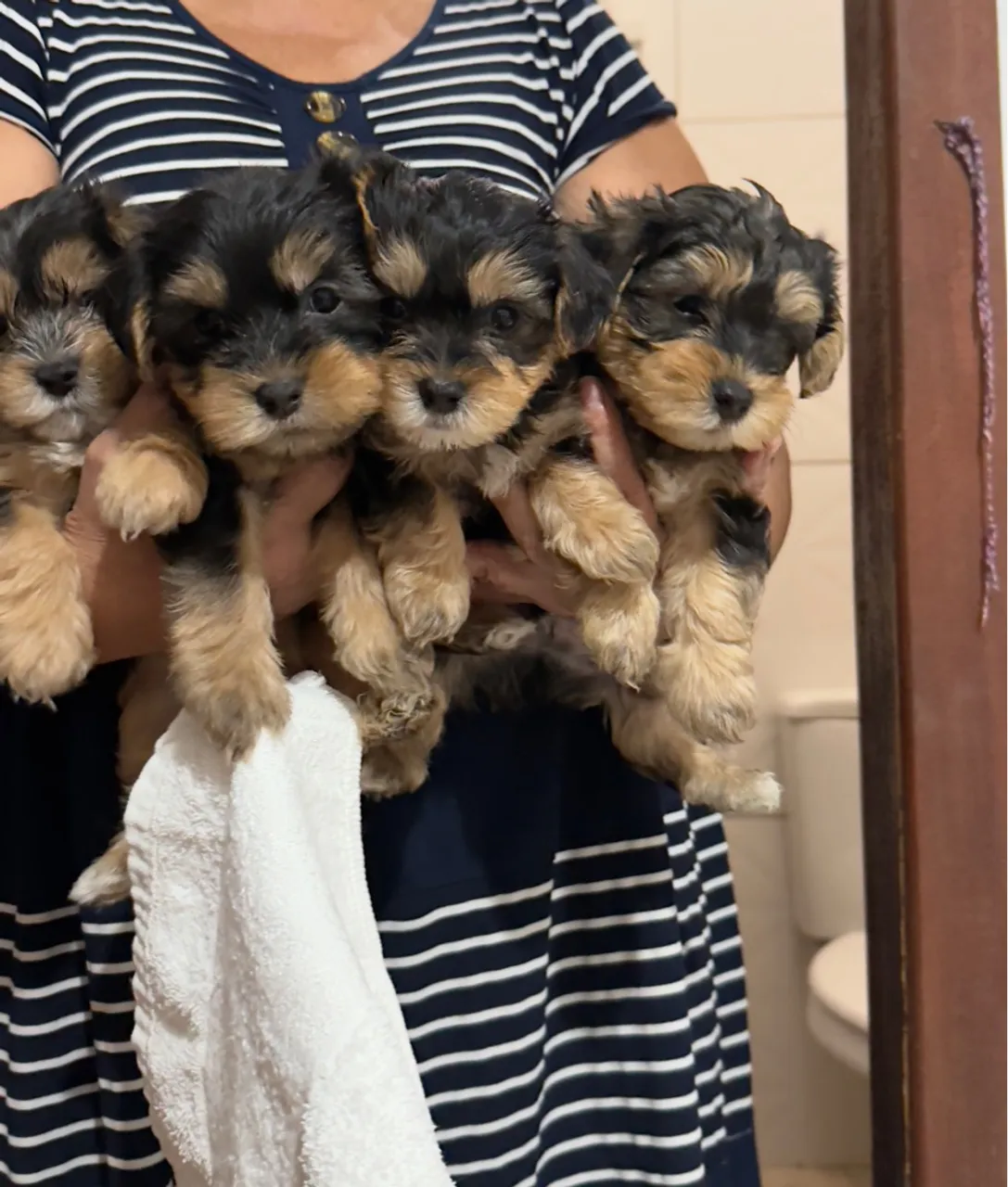 Filhotes de Yorkshire puro 350$