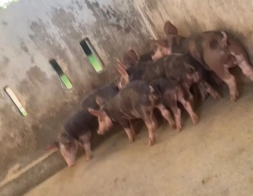 08 Leitão Pietran PO - Foto 2