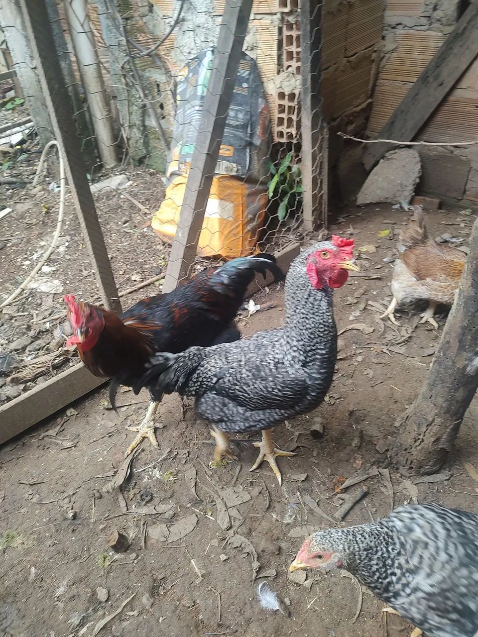 Vendo frangos novos  - R$ 60,00 cada - Foto 5