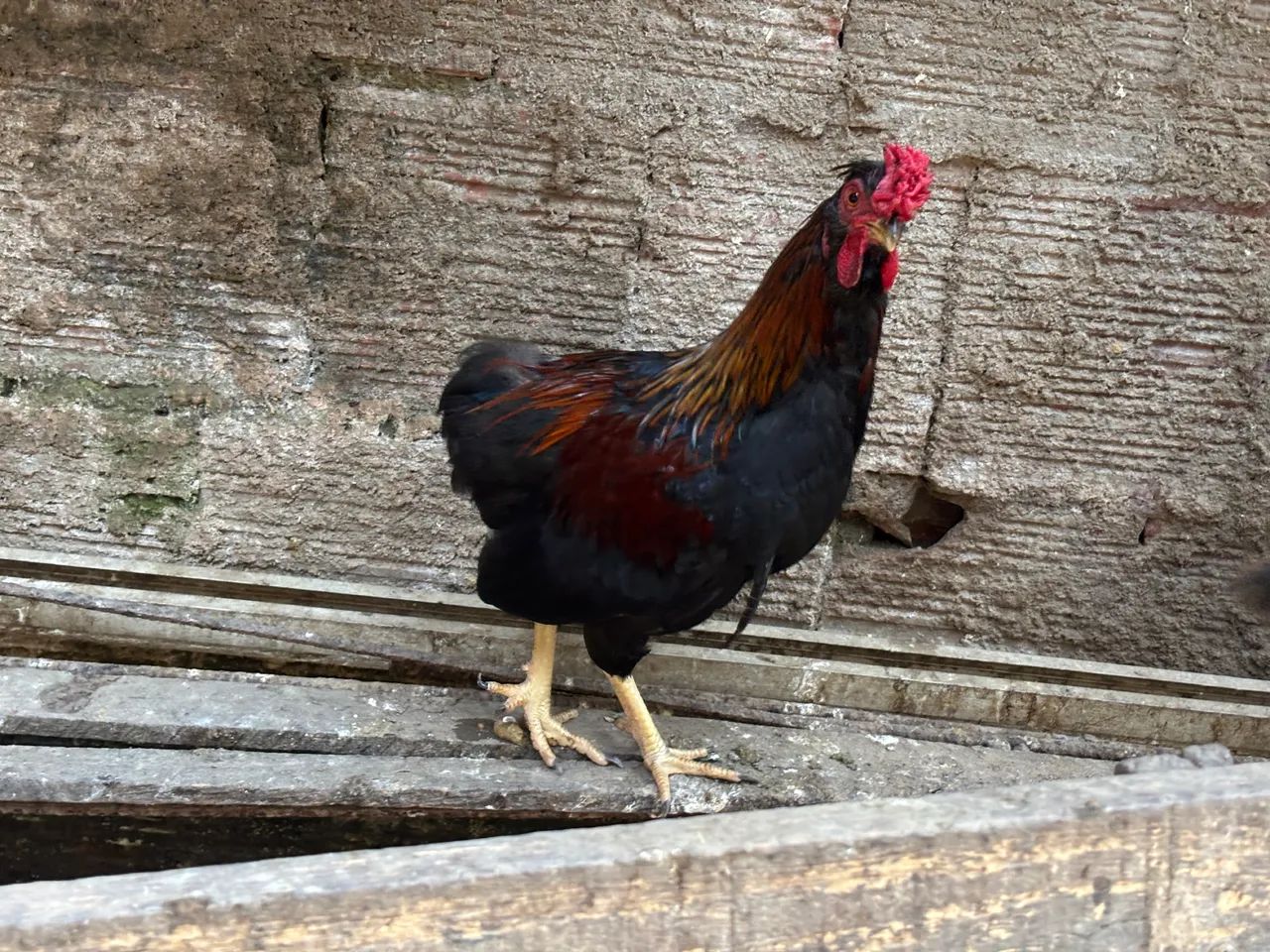 Galo chinês duro - Foto 6
