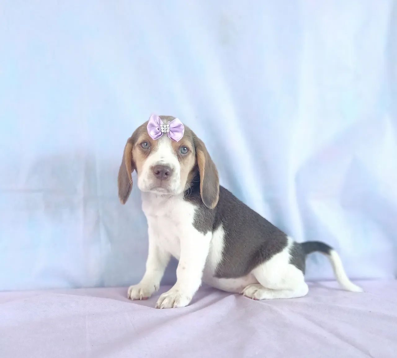 BEAGLE  - FILHOTES LINDOS