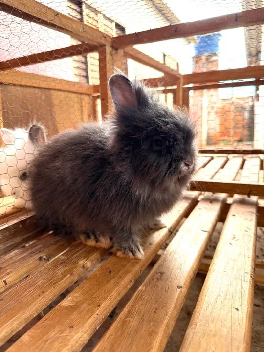 Filhotes de Coelhos Mini Lions  - Foto 3