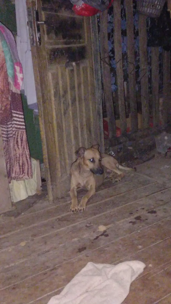 Cachorro para Adoção