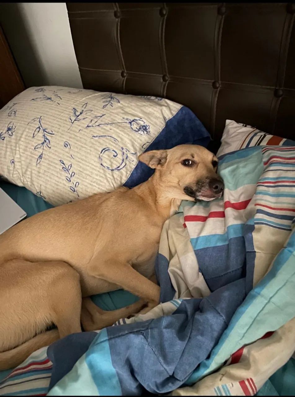 Adoção cachorro - Foto 4