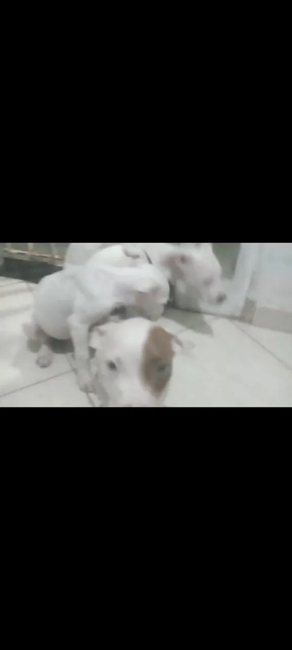 Filhote de Pitbull  - Foto 5
