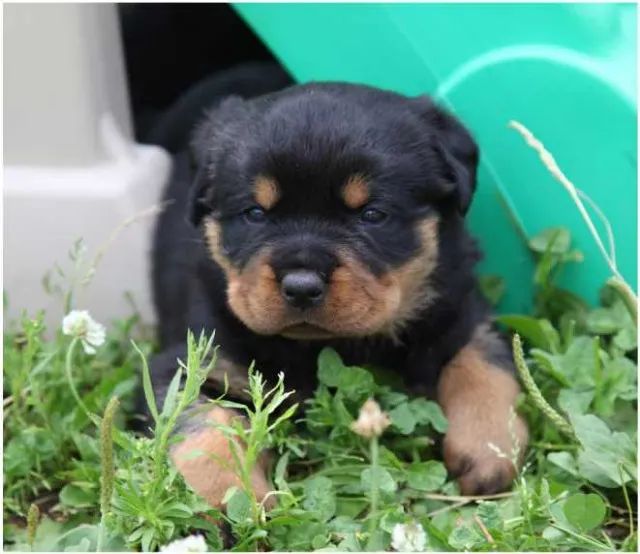Rottweiler Padrão CBKC