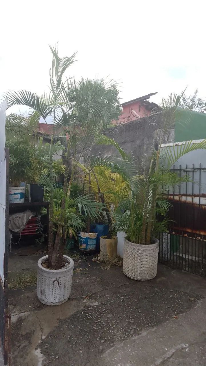 Palmeira aranca bambu. - Foto 4