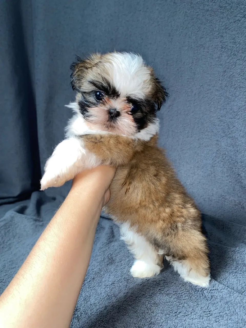 Filhotes de Shih Tzu