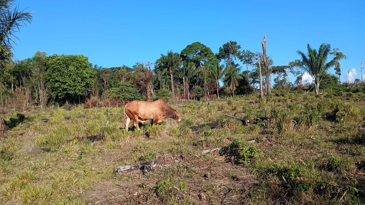 Reprodutor  - Foto 2