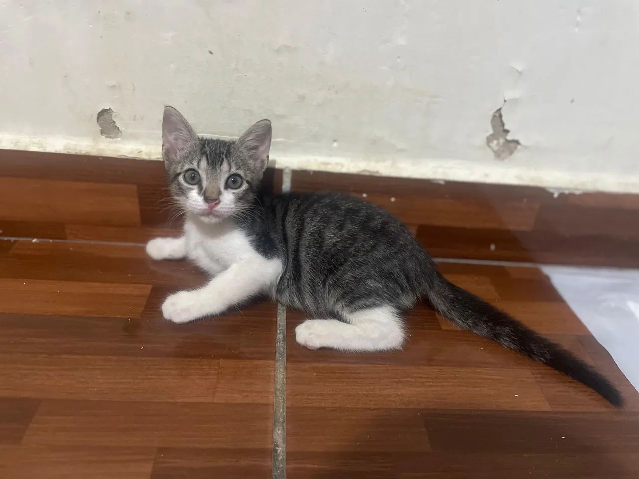Gatinho disponível para adoção - Foto 5